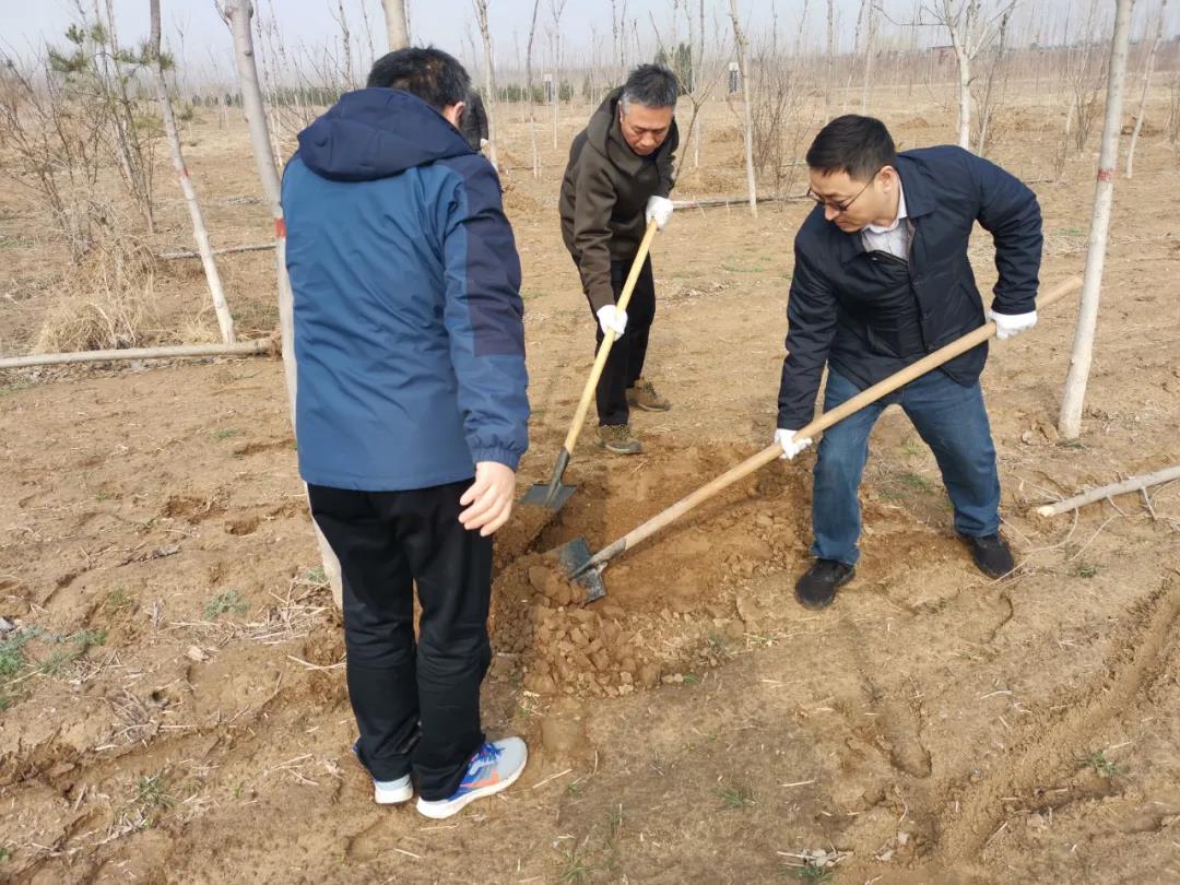濮阳市侨联开展义务植树活动
