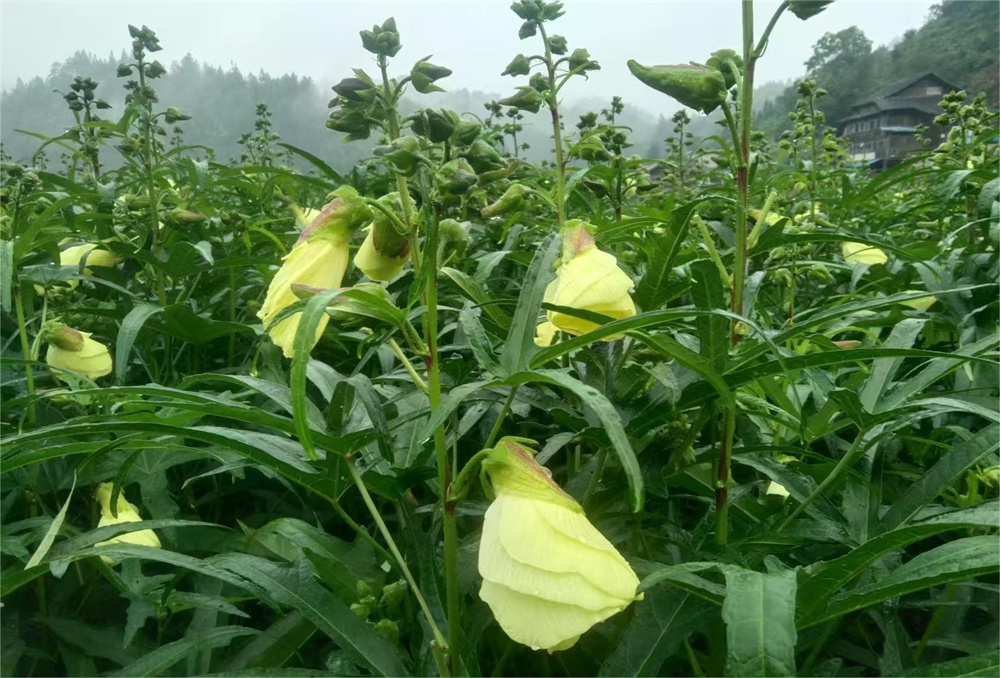 “黄金花”开出致富路?——贵州侨商会会长企业百孚集团计划打造万亩黄蜀葵产业基地助力乡村振兴